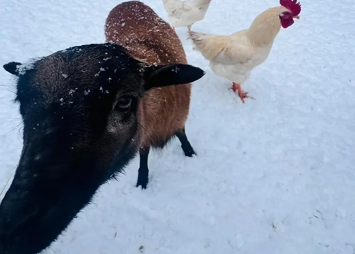 Chaloupka V Raji *